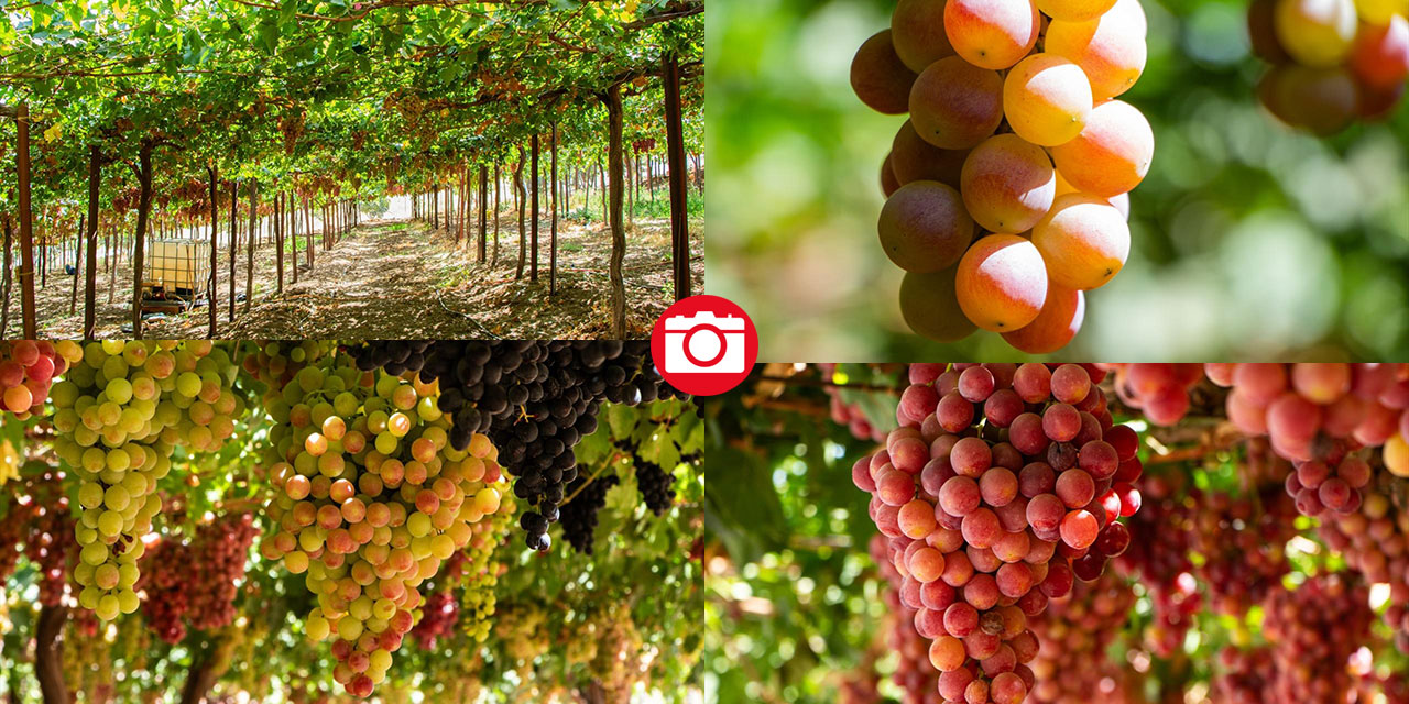 Iraklı çiftçi, kuraklığa rağmen her yıl 30 ton üzüm üretiyor