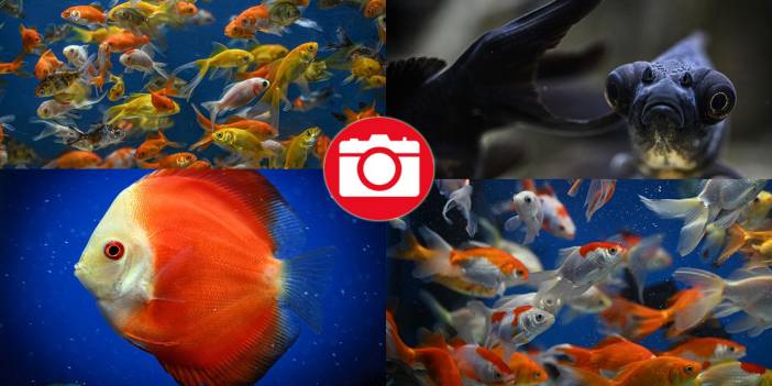 Akvaryumlardaki renkli yaşam: Yaratılışın muhteşem örnekleri