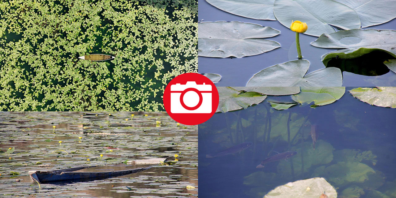 Gölbaşı Gölü'nde çiçek açan nilüfer güzelliği