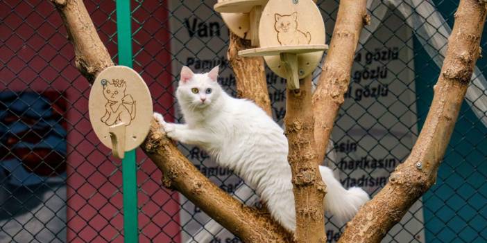 Güzel 'Van Kedi'leri