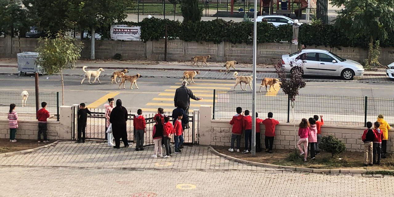 Ülkemizin manzarası: Köpekleri salmışlar, insanları bağlamışlar!