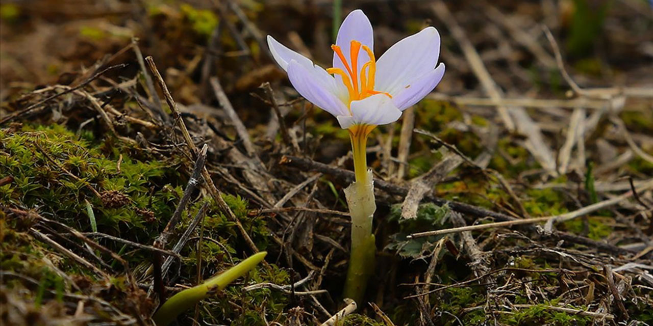 İlk cemre havaya düştü