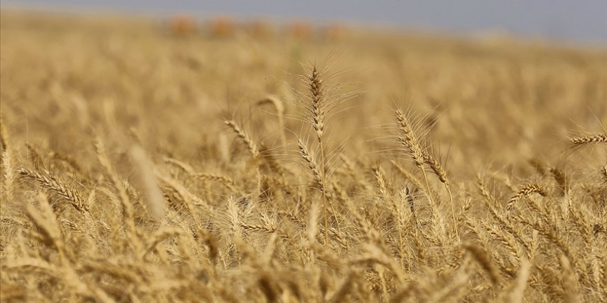 Rusya ve Ukrayna, yerli üretimi baltaladı