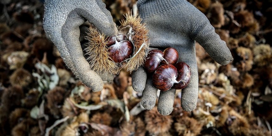Kestane üreticileri: Günlük 400 TL'ye çalışacak işçi bulamıyoruz