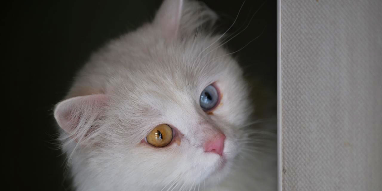 Renkli gözlü Ankara kedisi