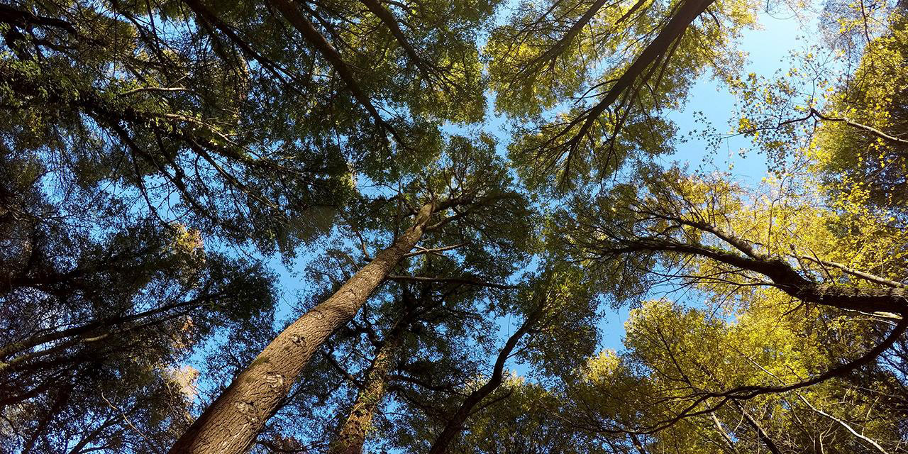 Ormanlar atmosferdeki karbon emisyonunu azaltmada önemli rol oynuyor