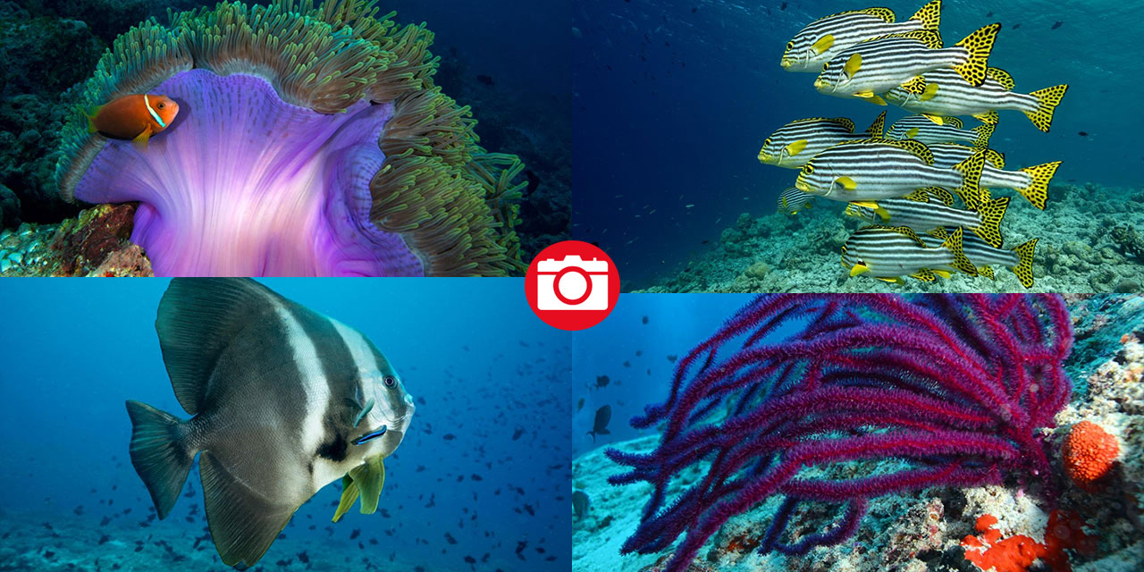 Maldivler’de denizin içi rengarenk