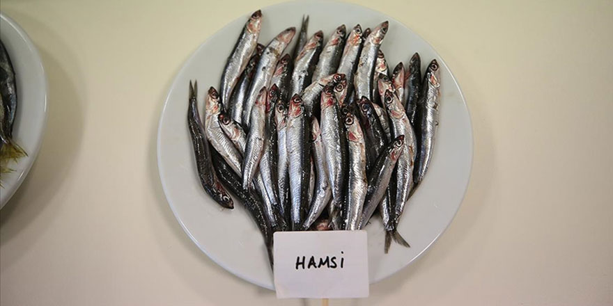 Kainat eczanesinden hamsi iltihap ve kansere karşı koruyucu