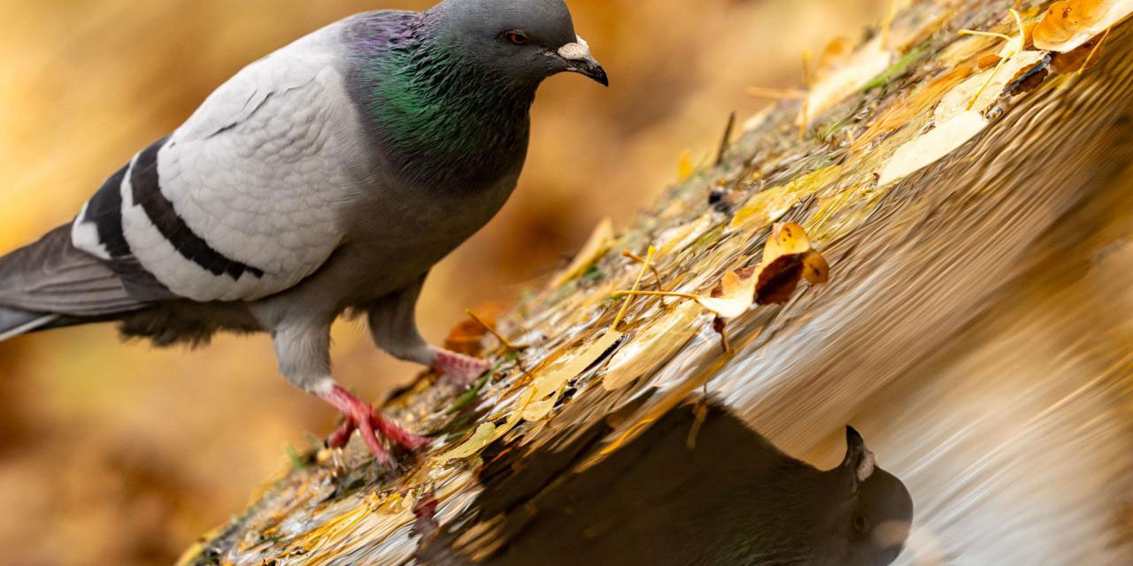Ankara’da sonbahar tefekkürü