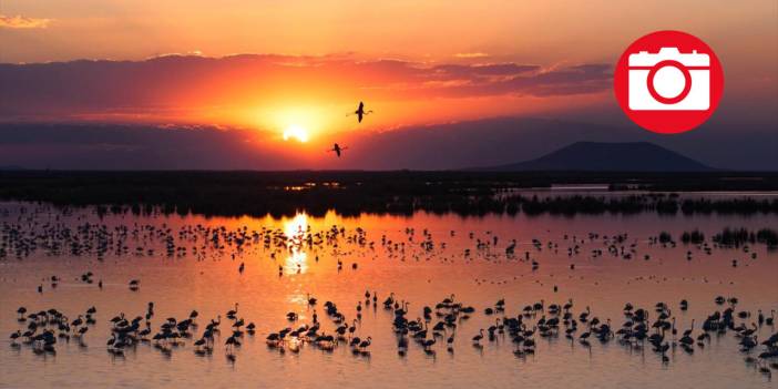 Akgöl Sazlığı'nın misafirleri