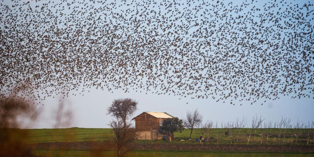 Uluabat gölü kıyısında sığırcıkların gösterileri