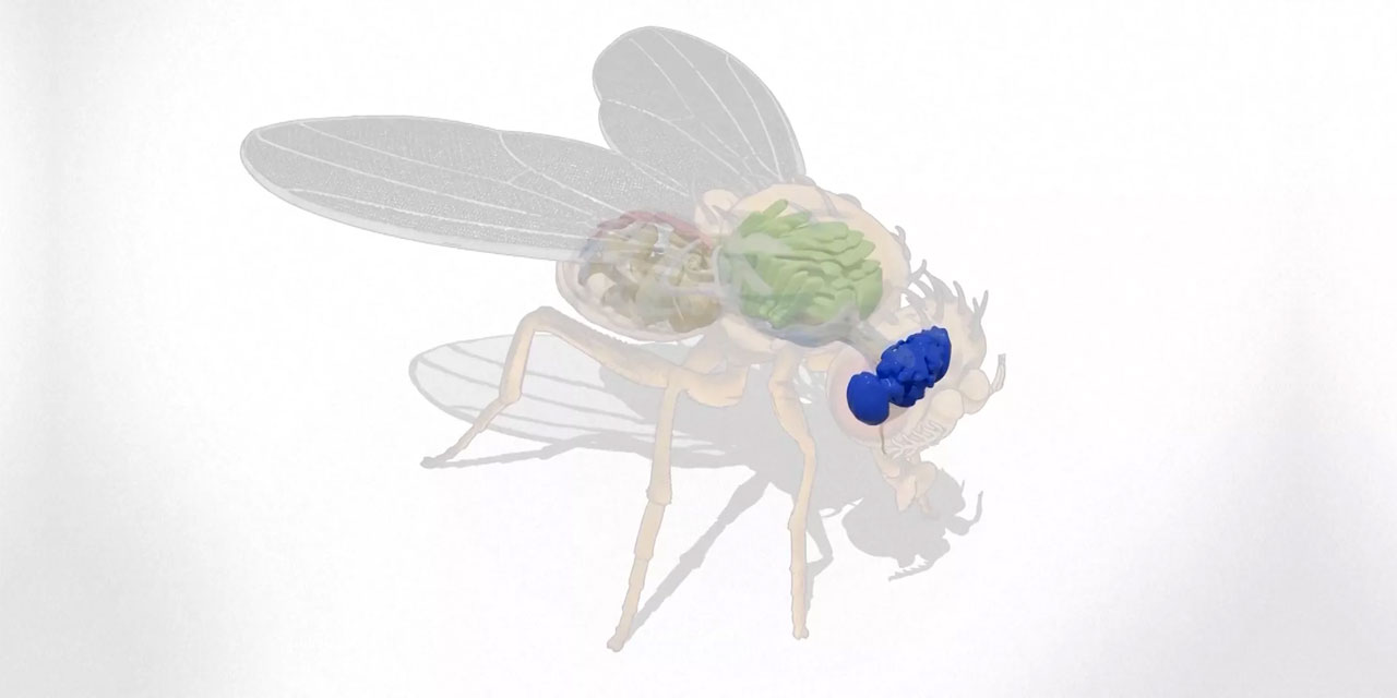 Sineğin beyin haritasını çıkaran bilim adamları: Şaşırıyoruz!