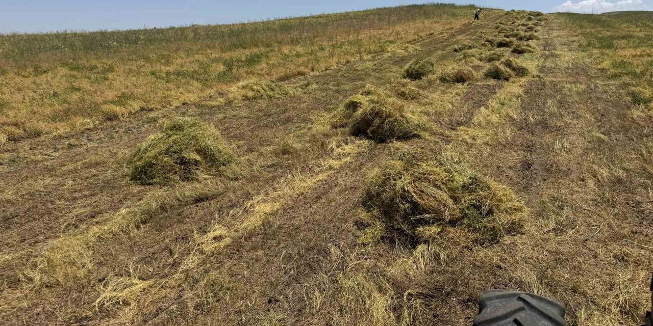 Çiftçinin yüzü gülüyor: Bu sene bereket senesi