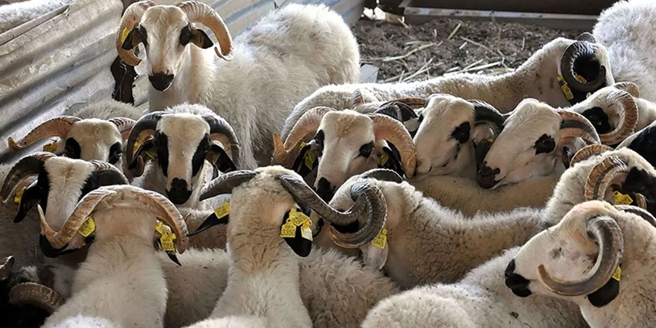 Kurban Bayramı öncesi hastalık ve kesimlere ilişkin tedbirler