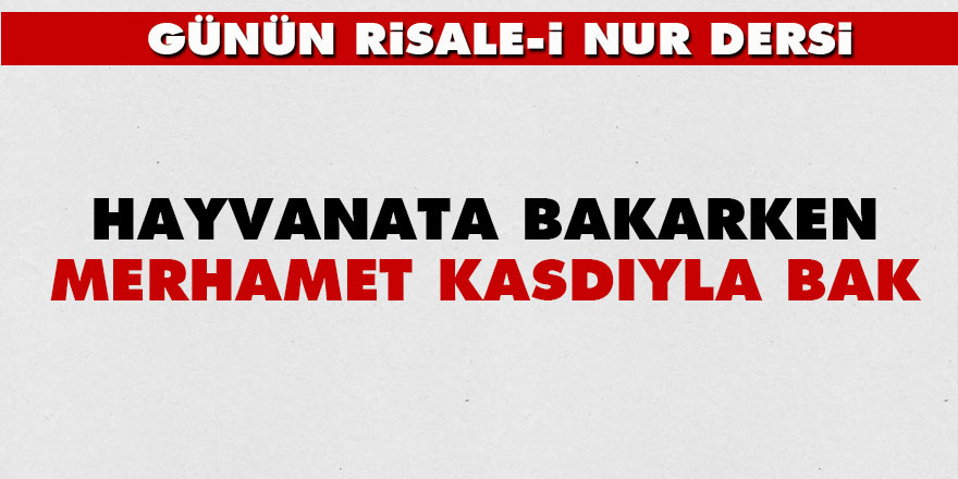 Hayvanata bakarken merhamet kasdıyla bak