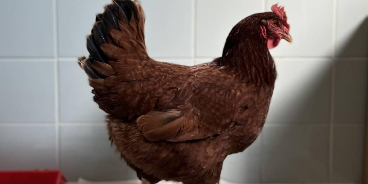 Köpekperestler Avustralya'ya! 500 binden fazla tavuk itlaf edilecek