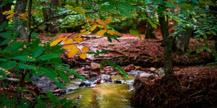 Domaniç Dağları'na rengarenk sonbahar geldi