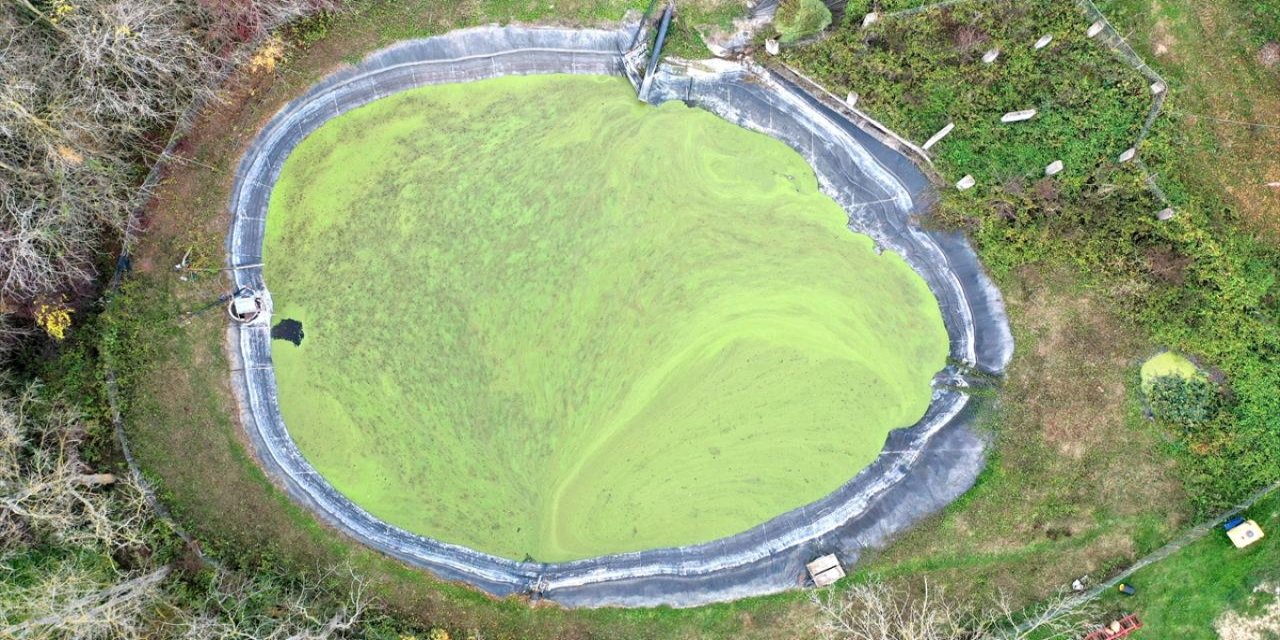 Yaratılış harikası su mercimeği suyu temizliyor, ağır metalleri çekiyor