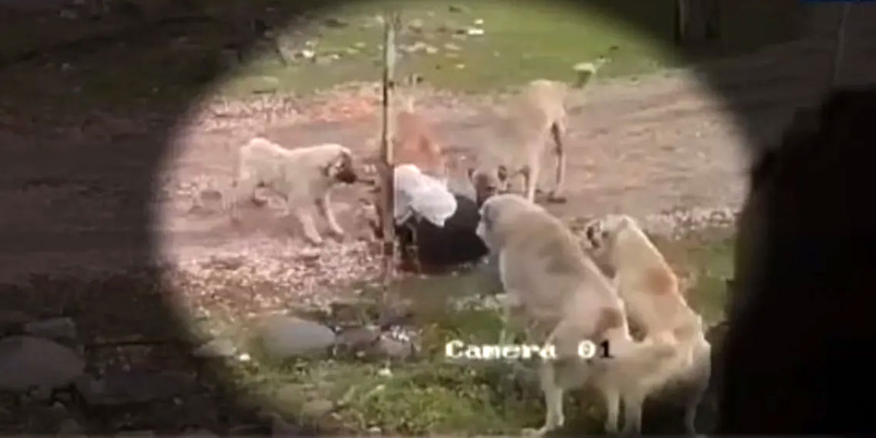 Köpeklerin saldırdığı 80 yaşındaki kadın o korkuyu unutamıyor: Yetkililerden rica ediyorum