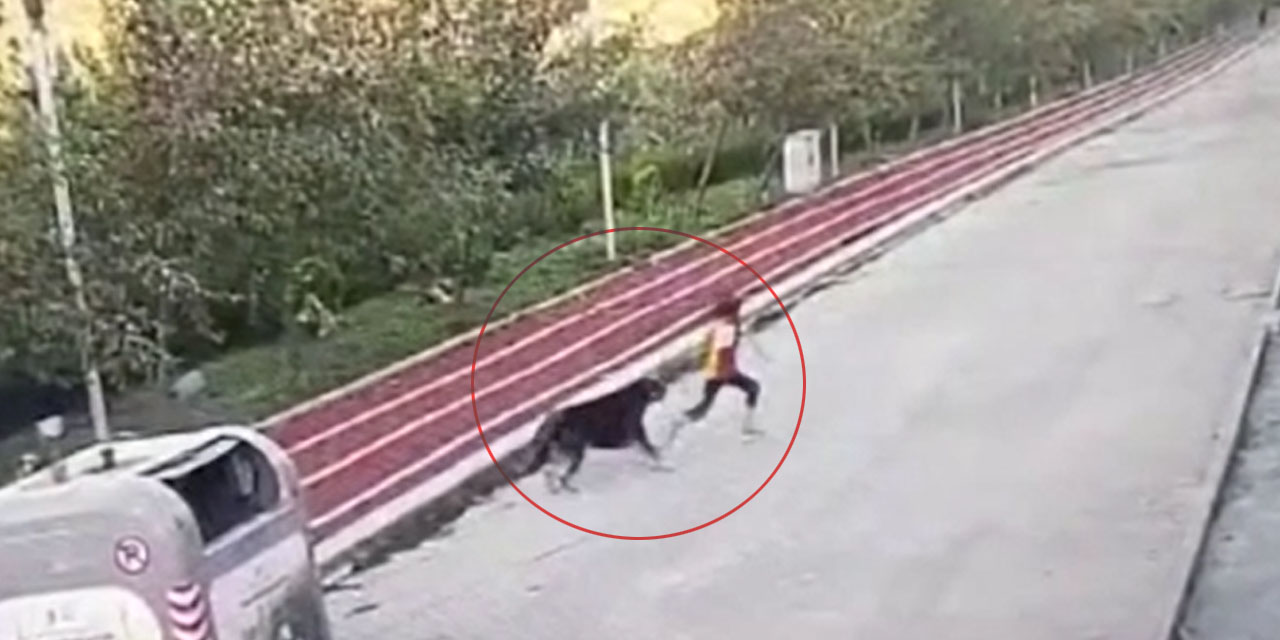 Vatandaşlar sokak köpeklerinin toplatılmasını istiyor