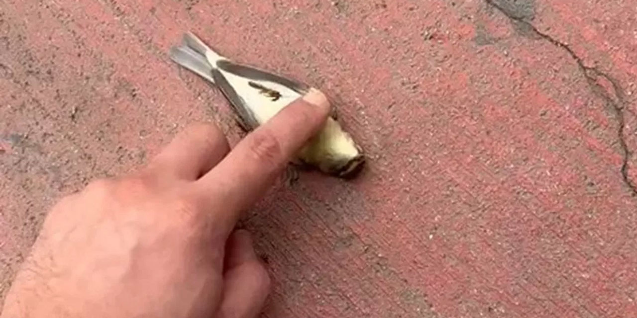 Kalbi duran kuşu kalp masajı yapıldı