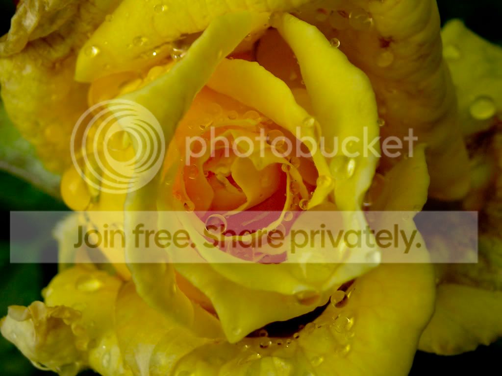 Yellowrose.jpg