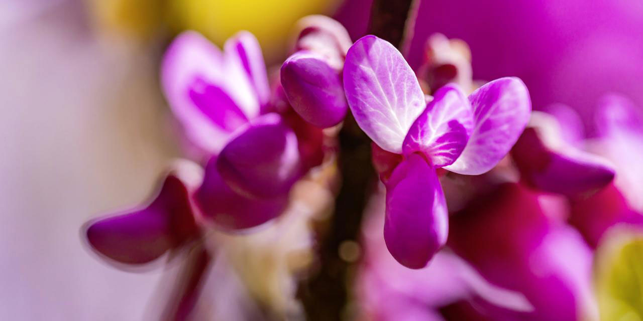 Erguvan çiçekleri İstanbul'a hem renk hem şifa