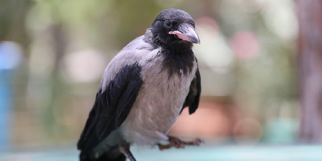 Kargalar zeki hayvanlar: Geometrik şekilleri ayırt edebiliyorlar