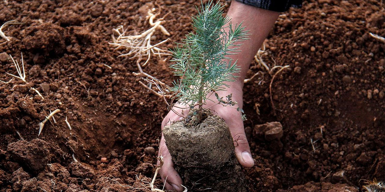Yanan ormanlara niye meyve ağacı dikilmiyor?