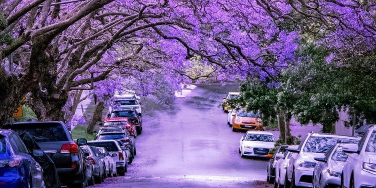 Biz kış ayına girerken onlar baharı mor çiçekli ağaçlarla karşılıyor
