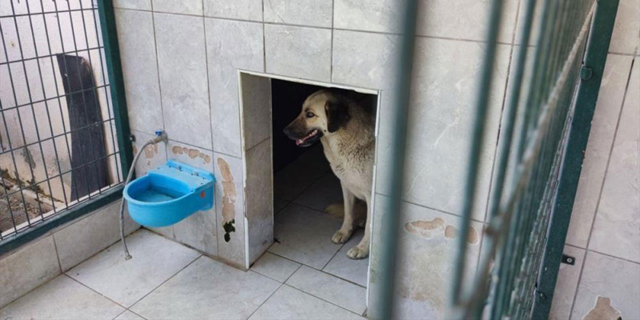 Belçika'dan Türkiye'ye gelen çocuğa sokak köpekleri saldırdı