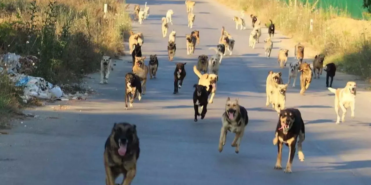 Türkiye'yi bekleyen tehlike: Köpekler, İtalya'da çocukların yerini nasıl aldı?