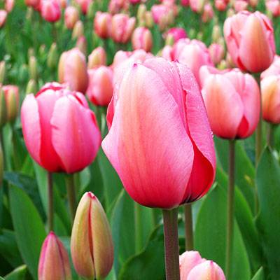 Hareket et ki vâr olasın