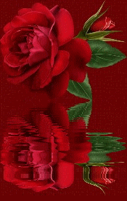 rosefil.gif