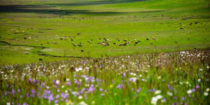 Ardahan'da tabiat farklı tonlarla renklendi