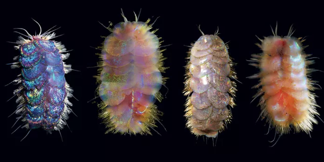 Denizin 4 bin metre altında ihtişamlı ilahi sanat