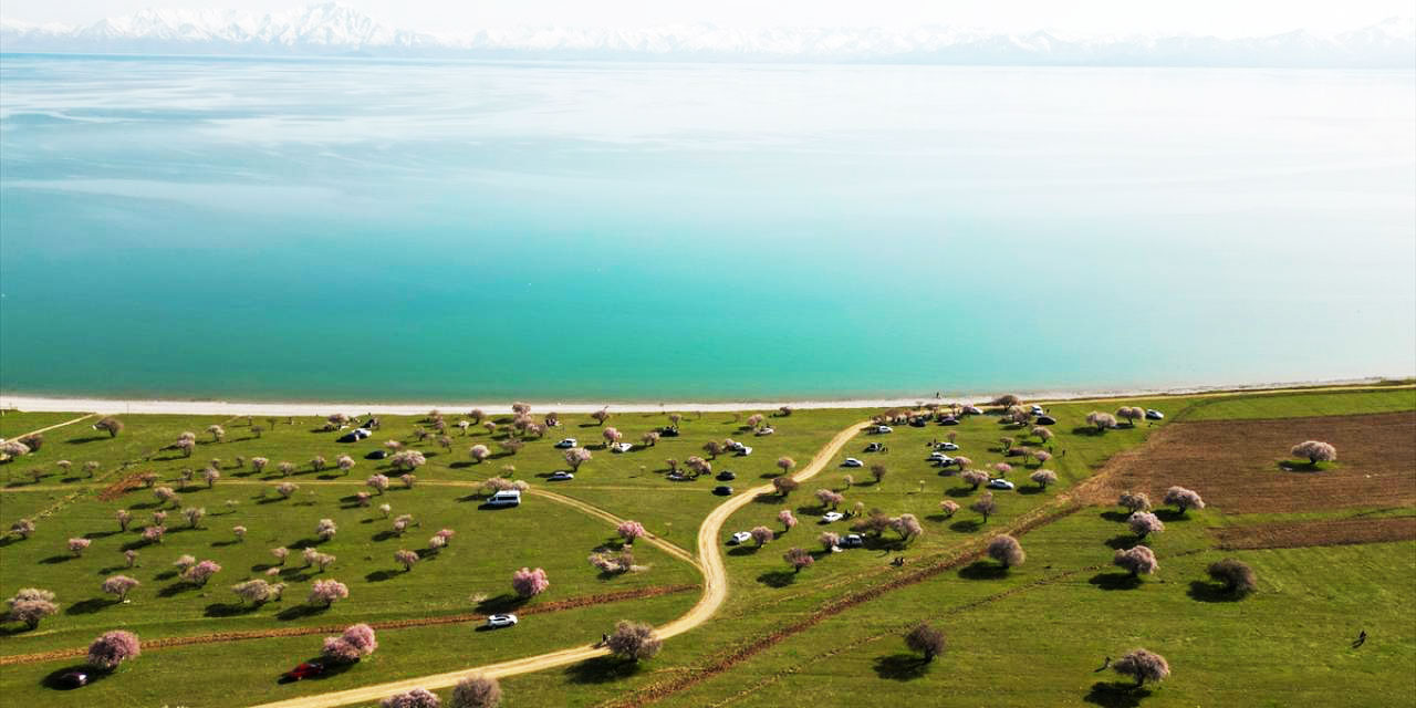 Çiçek açan kayısı ve badem ağaçları ve Van Gölü
