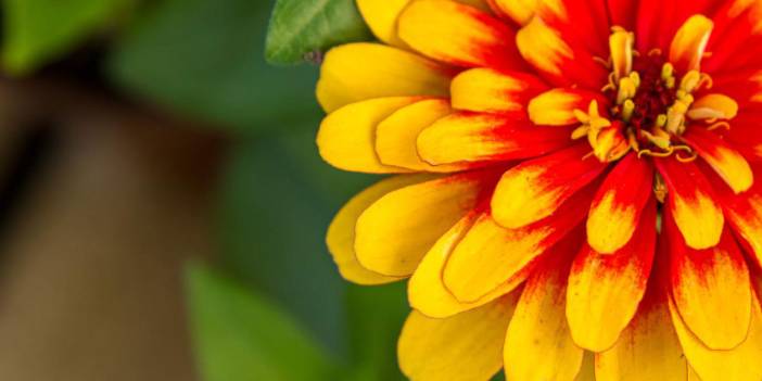 25. Uluslararası Bayındır Çiçek Festivali