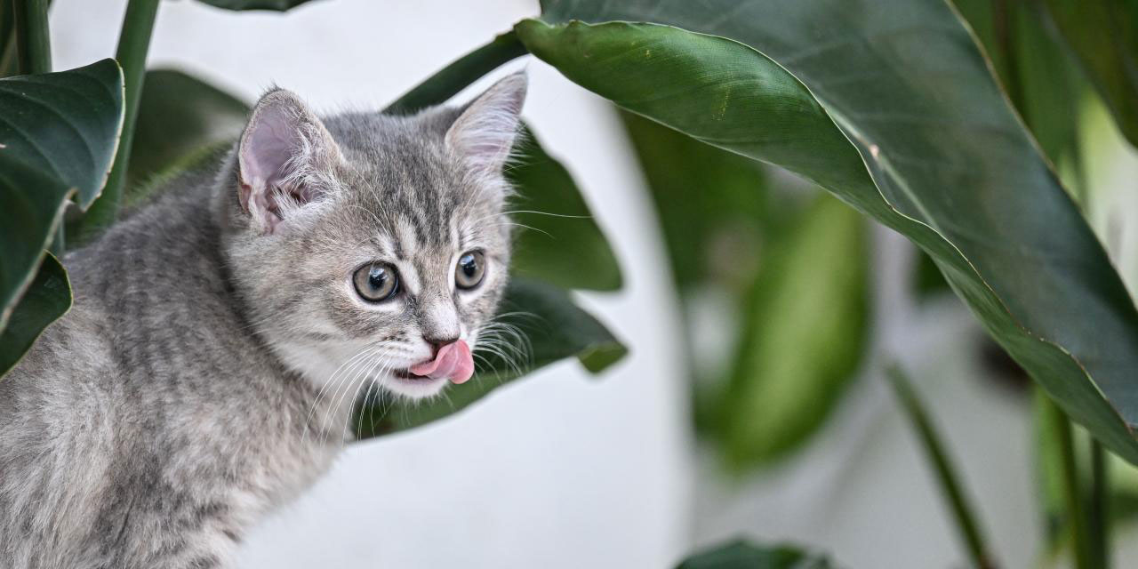 Yavru kedilerin keyifli anları