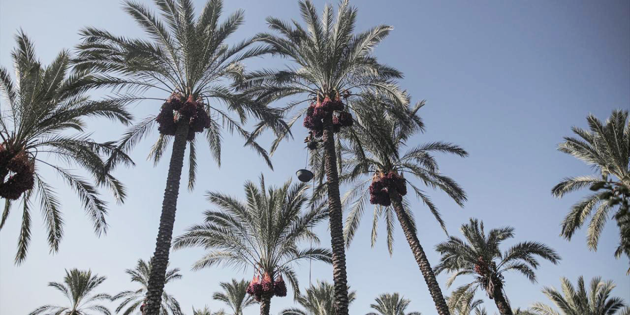 Gazze'de hurma hasadı