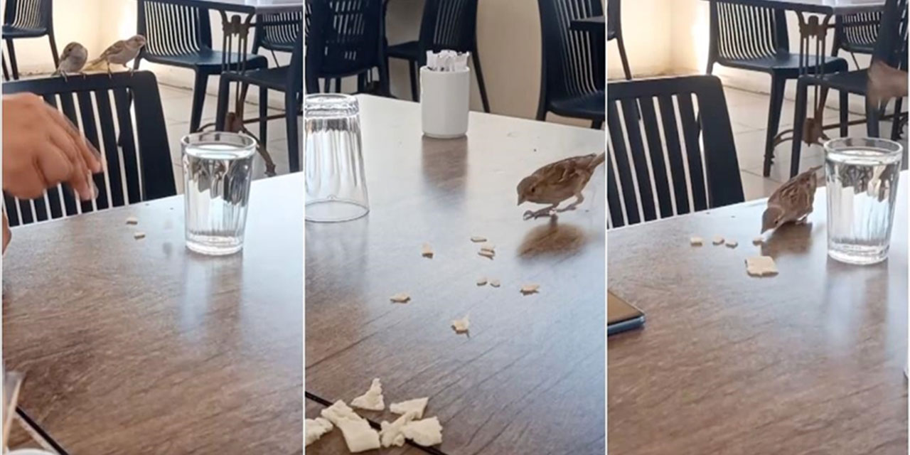 Bu lokantada serçeler müşterilerin yemeklerine ortak oluyor