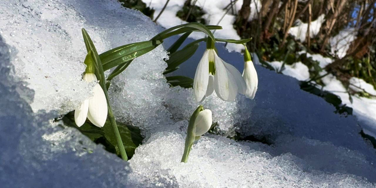 Küre Dağları'nda kardelenler açmaya başladı