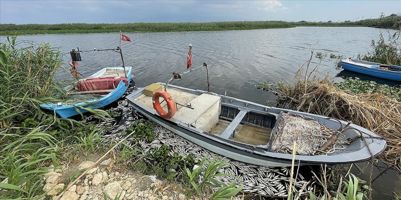 Hatay'daki balık ölümlerinin sebebi yetersiz oksijen