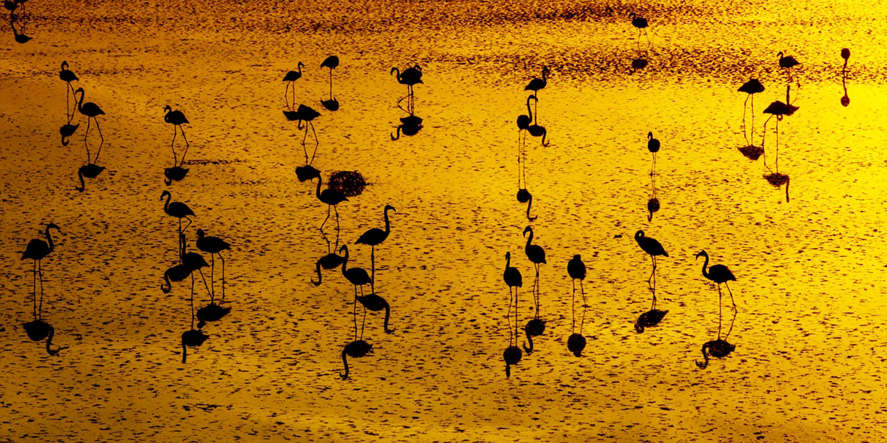 Göçmen kuşlar Düden Gölü'nde