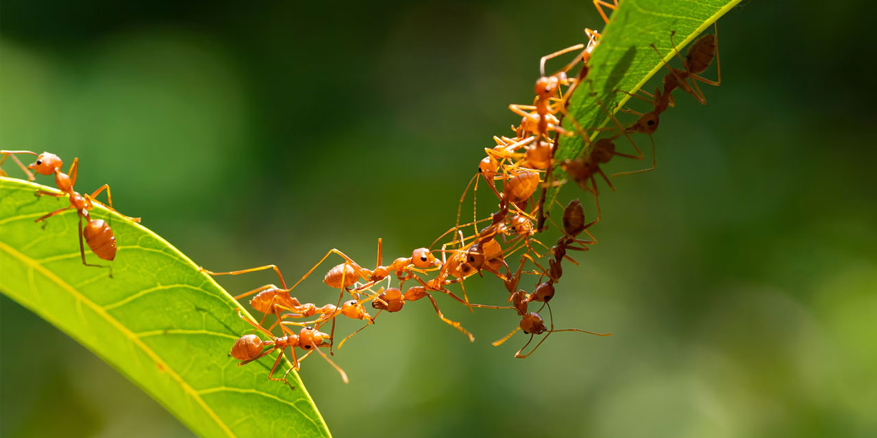 Karıncalara gelen ilham: Köprü kurun!