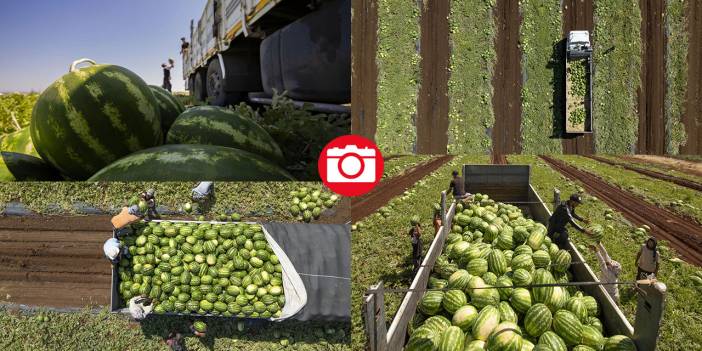 40 dereceyi aşan sıcakta karpuz nimetinin hasadı