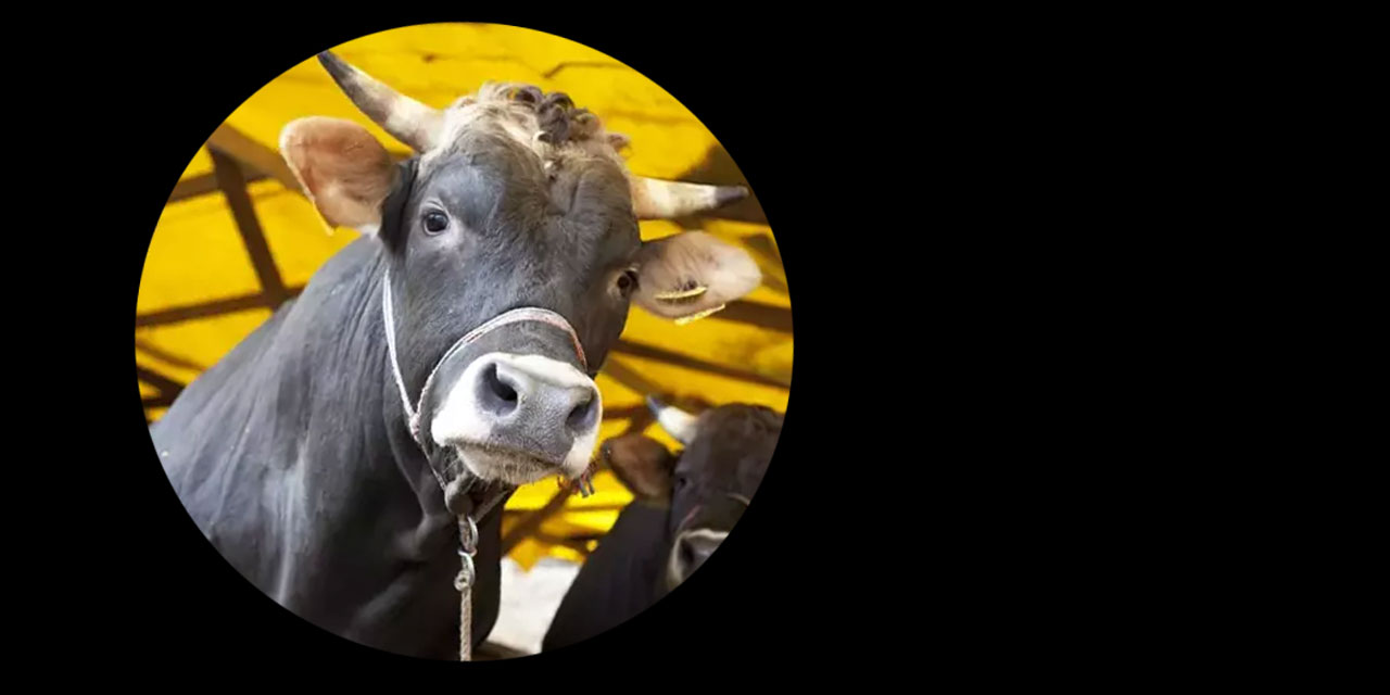 Bir kemalistin kurban hazımsızlığı: 7 kişi bir danaya gireceğinize...