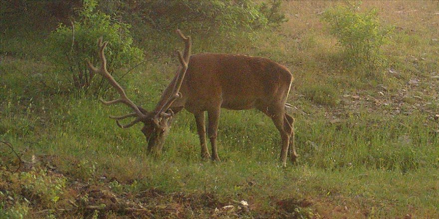 Yaban keçisi avlayan 2 kişiye 126 bin lira ceza kesildi