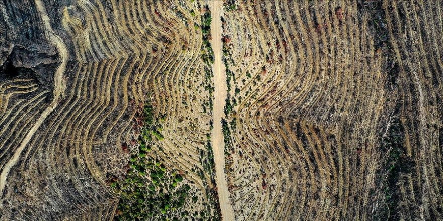 Antalya'da yanan ormanlık alanlar ağaçlandırma çalışmalarına hazırlanıyor