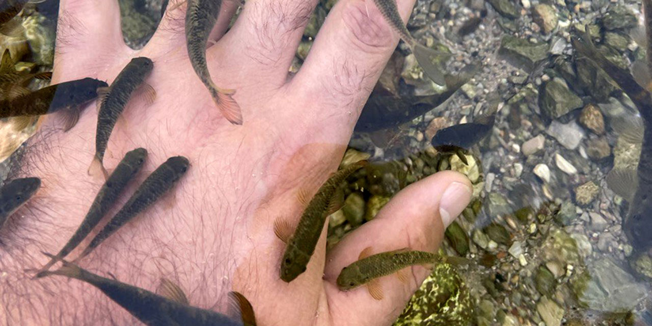 Sedef hastalığına şifa için yaratılmış 'doktor balıklar'